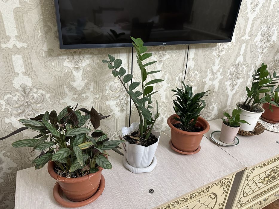 Гүлдер цветы комнатные растения