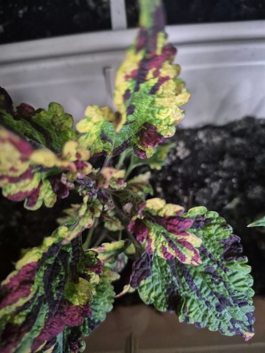 Продам комнатные цветы