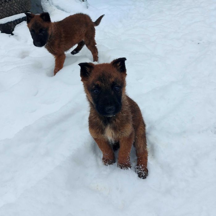 Белгийски овчарки 2 кутрета бащата е полицай , много умни и игриви!