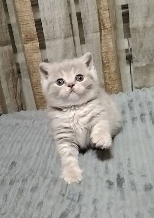 Девочка. Скоттиш страйт.