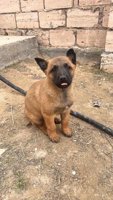 Бельгийская овчарка малинуа