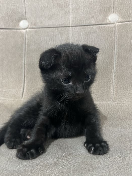 Шотландские (Scotish straight/ fold)