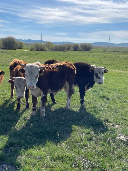 Бычки 1.5 года на продаже