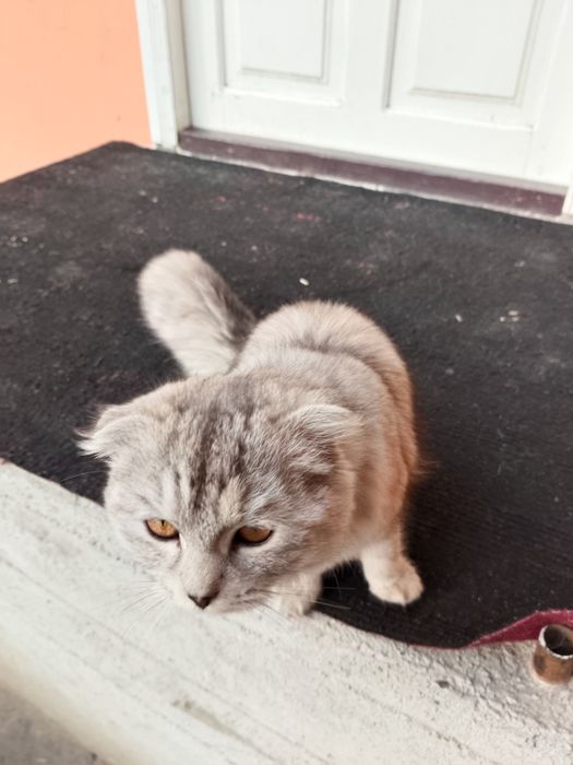 Мушук, аклли, тоза