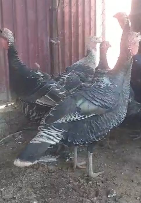 Индюки для разведения