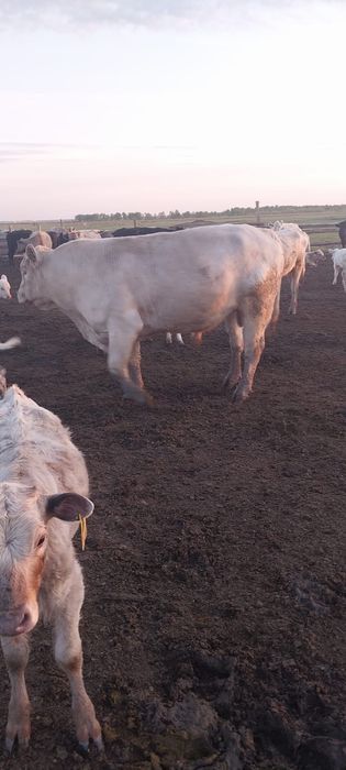 Продам быков племянных на разведение