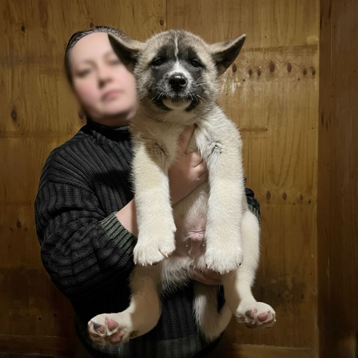 Щенки Американские акиты