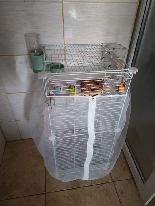 Pereche peruși tineri + colivie voliera mare