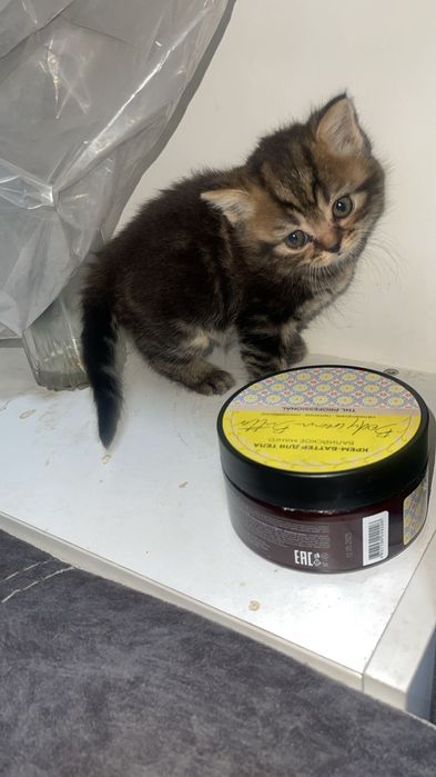 Шотландские малыши