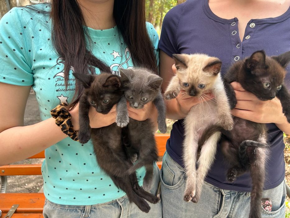 котята в добрые руки