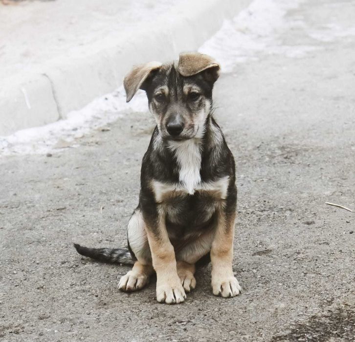 Щенки в добрые руки .