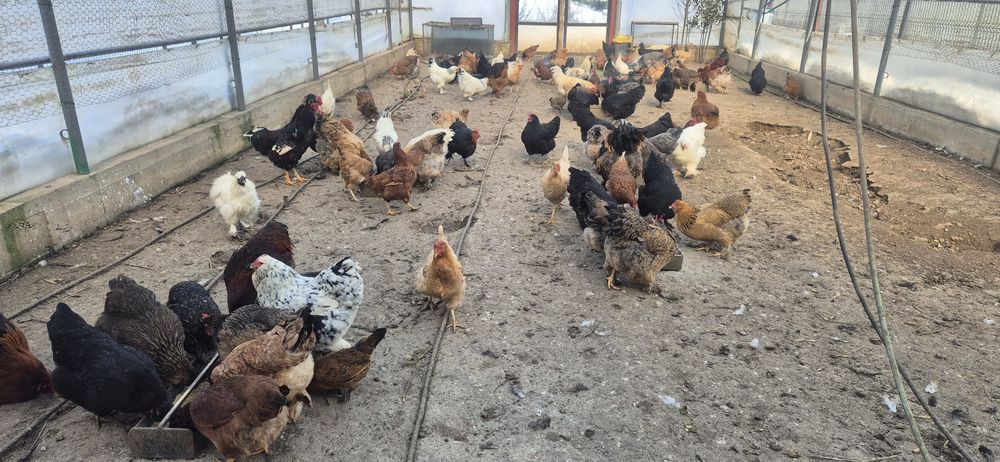 Oua de incubat de la aceste găini