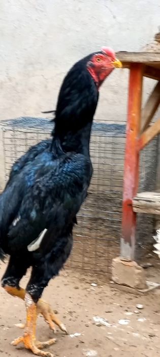 Toza zotlar  6kg o'ynaydi. Bolalari sotiladi