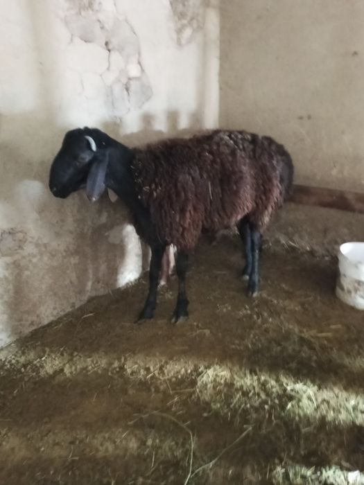 Кошкарлар гисар тукымдыка сатылады