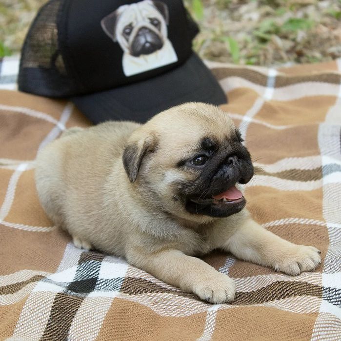 Продажа и резерв на щеночков мопса