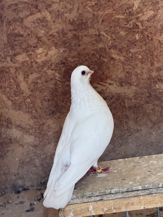 Porumbei jucatori