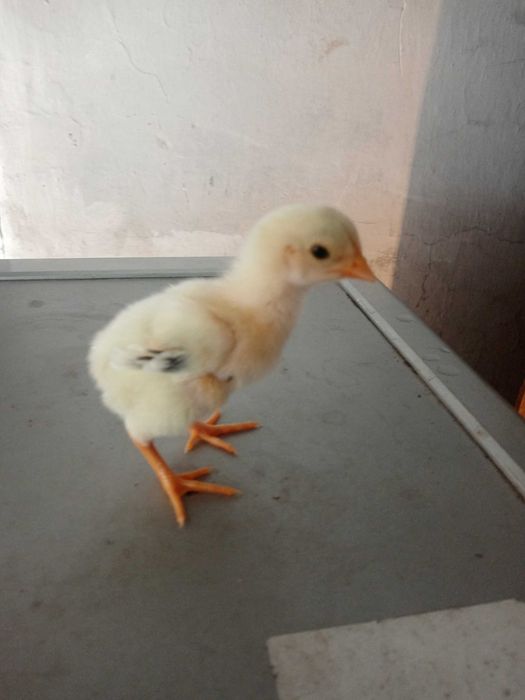 Дакан цыплята 10 шт