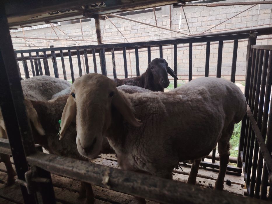 Qo'chqorlar sotiladi. Qirg'iz qo'chqor