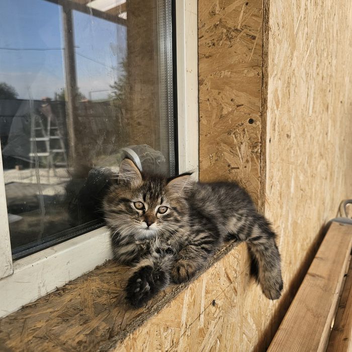 Отдадим в хорошие руки