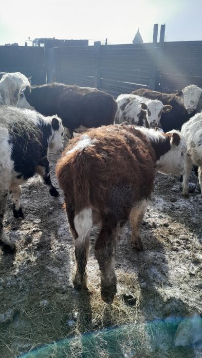 Продам жирное мясо говядины бычки 3500