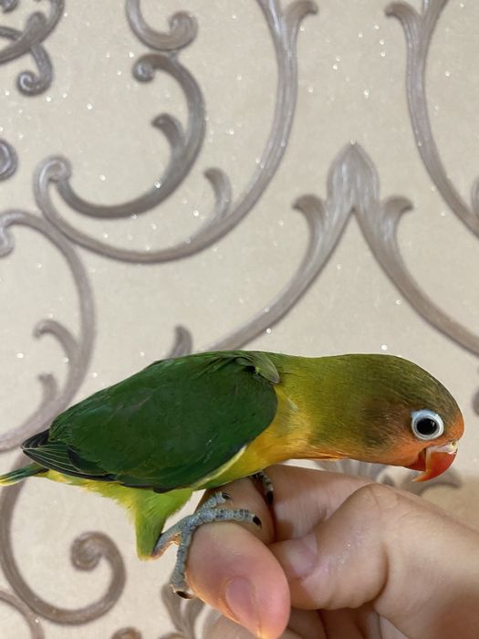 Ruchnoy qushlar sotiladi