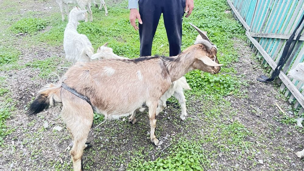 Ешкі лақтарымен