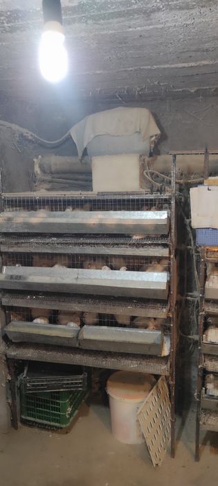 продам перепелов