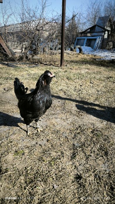 Продам молодых петухов