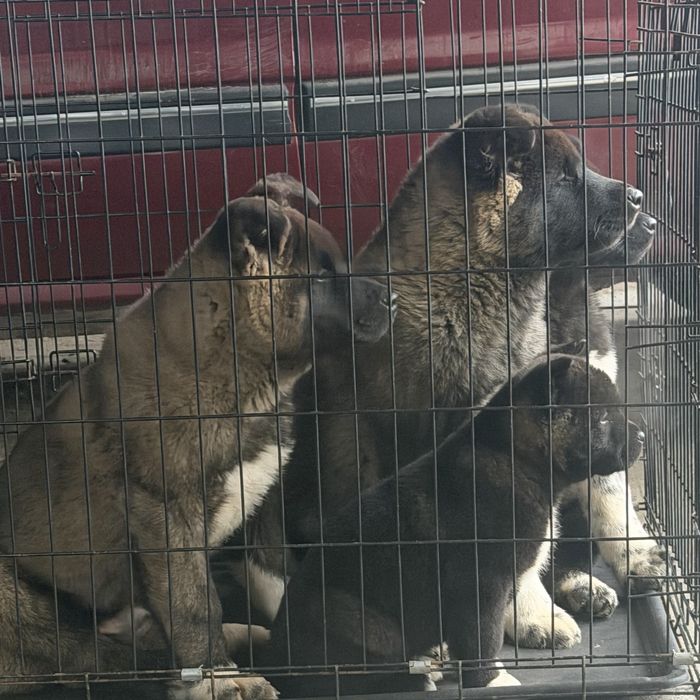 Щенки Американской Акиты