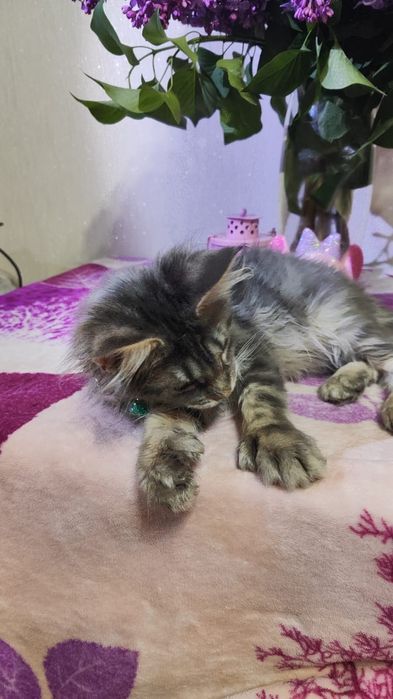 Котята  Мейн-кун