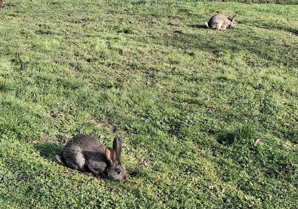 Продавам 13 зайци на 5.5м