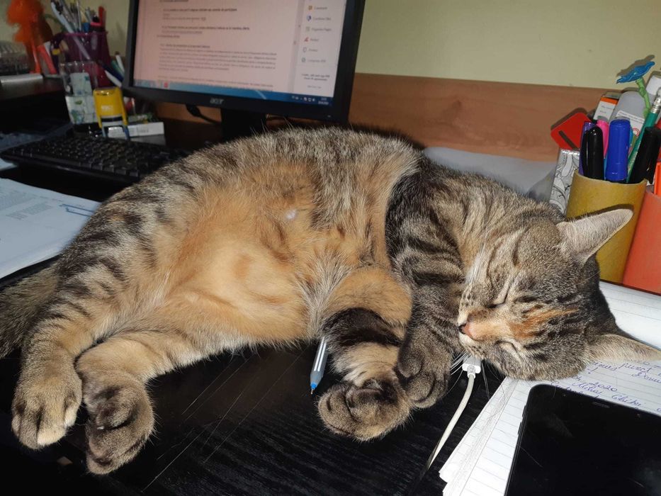 ANUNT IMPORTANT: se cauta stapan pentru o pisica cu personalitate mare