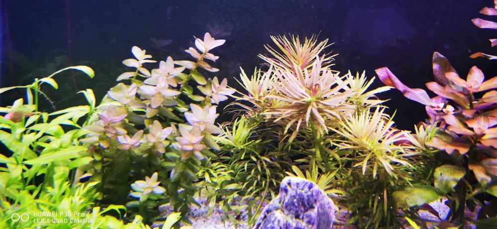 Vand plante cu crestere usoara ,plante easy crescute fara co2 Bucuresti ...
