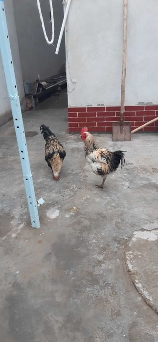 Brama,yapon xo'roz va tovuqlar