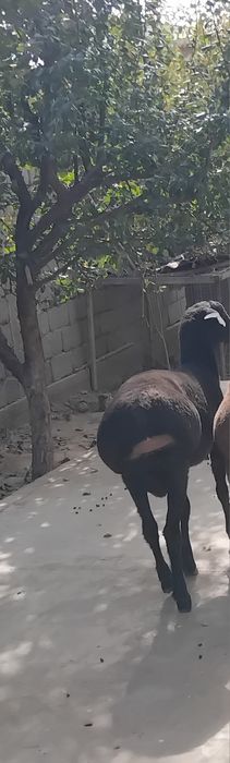 Продаётся Баран породистый