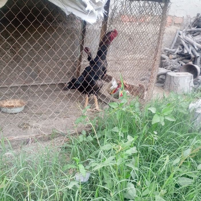 Kulangi xöroz bn tovuq