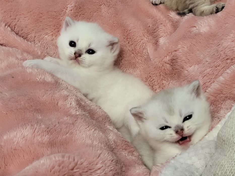 Шиншилла бринтанская