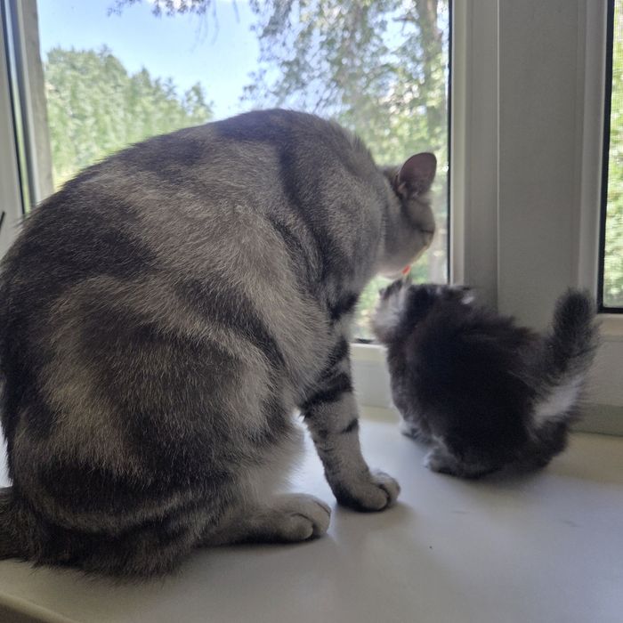 Продаются породистые котята