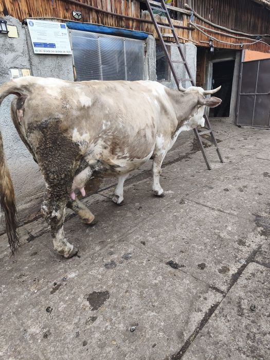 Vaca tânără de vanzare