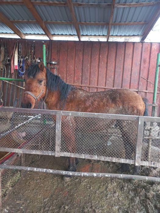 Продается полтарашка тай.