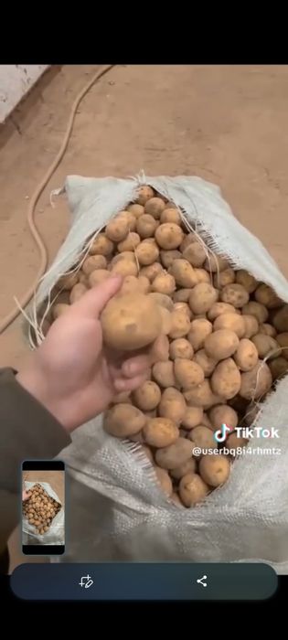 Продам кортошку полторашка