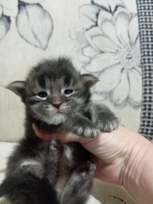 Котята породы Мейн Кун