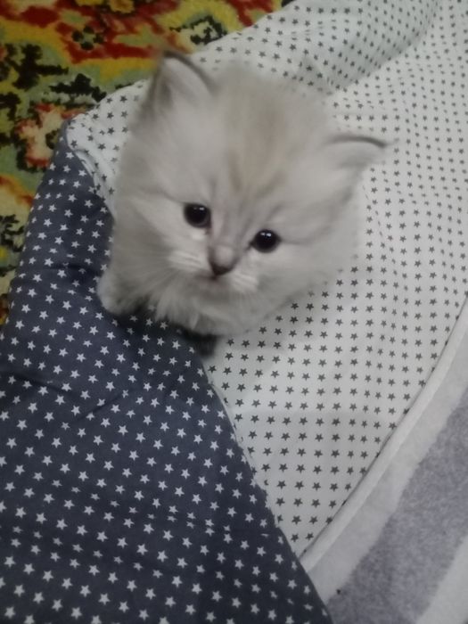 Продаю пушистиков шотландцев