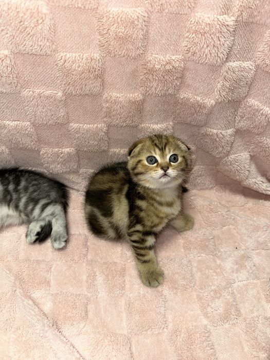 Вислоухие котята