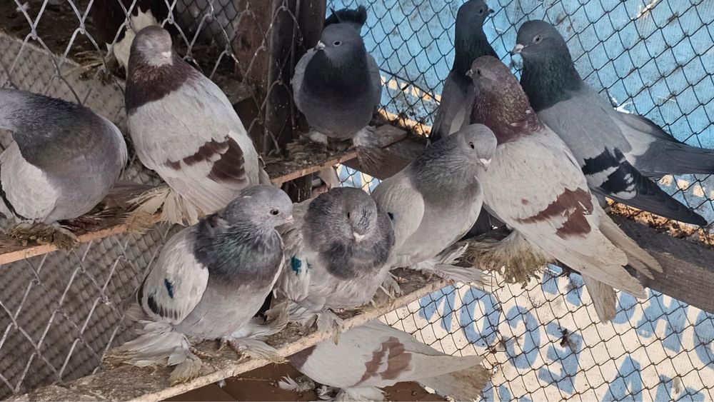 Продам летный Голубей