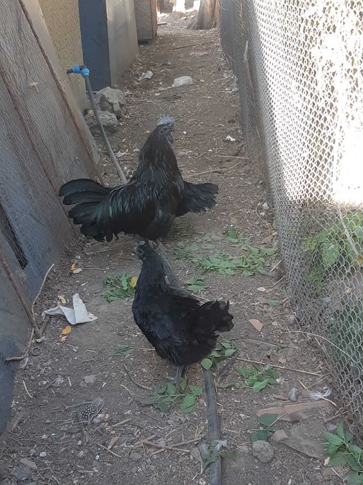 Ayam cemani 2025