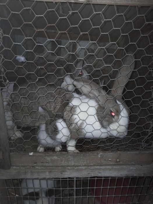 Vând iepuri diferite mărimi