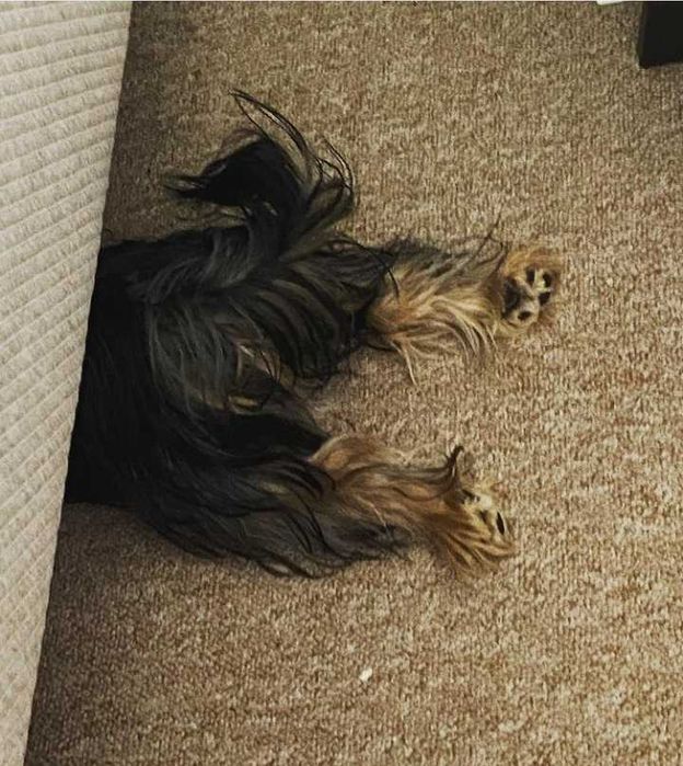 Продам Йоркширского терьера