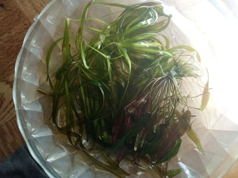 Аквариумные растения