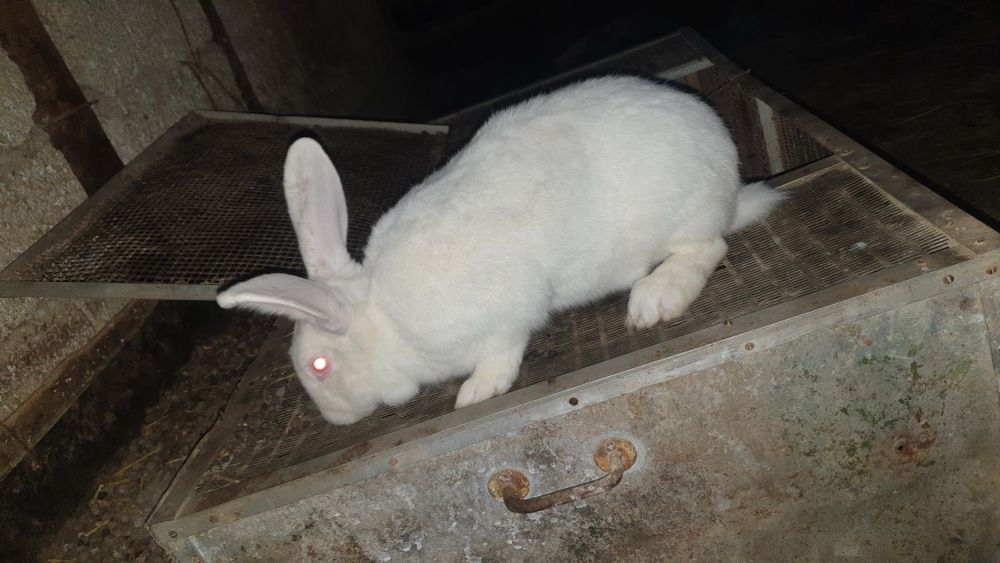 Xikol quyon sotiladi